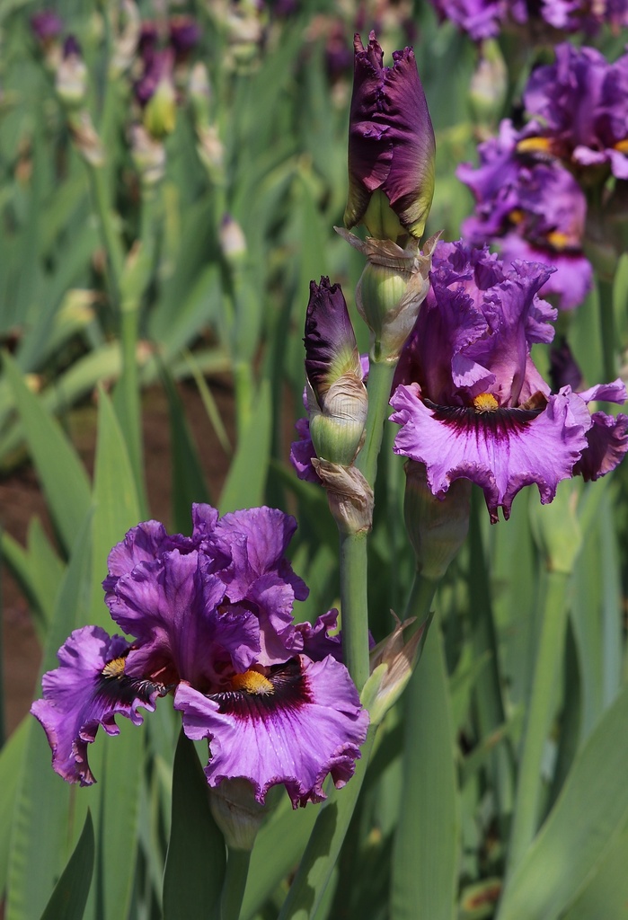 Shocking Secret MidAmerica Garden